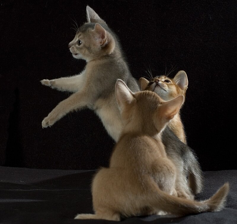Three Kittens Playing — Brown, Playful, Photograph
