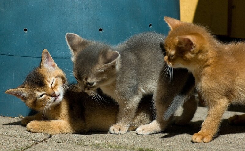 Three Kittens Playing — Brown, Playful