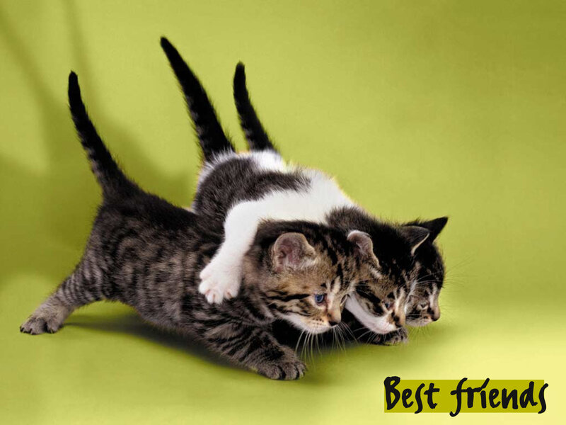 Three Kittens Playing — Green, Playful, Photograph, Green Background, Text