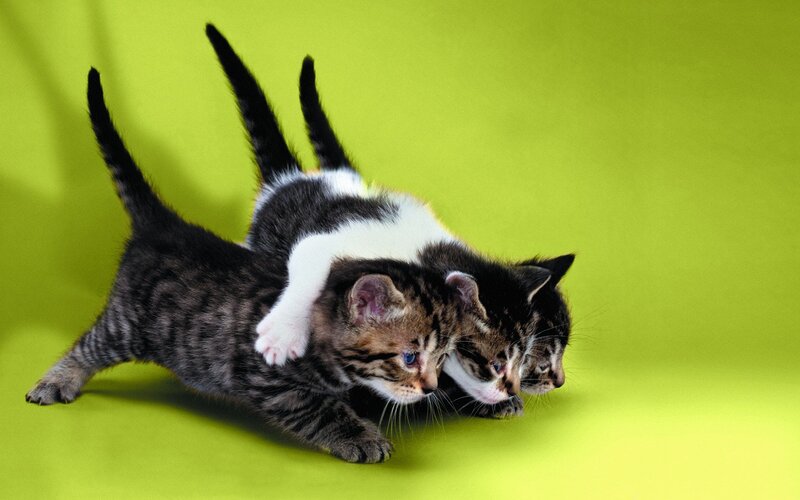 Three Kittens Playing — Green, Playful, Photograph, Green Background