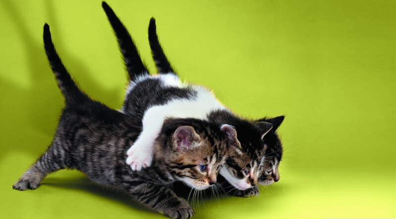 Three Kittens Playing — Green, Playful, Photograph