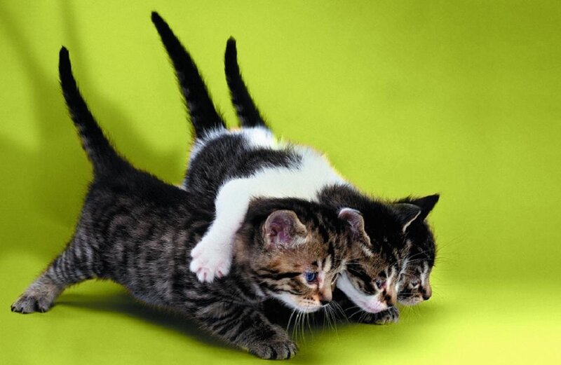 Three Kittens Playing — Green, Playful