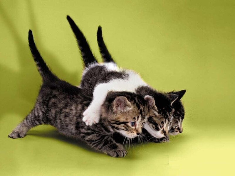 Three Kittens Playing — Photograph