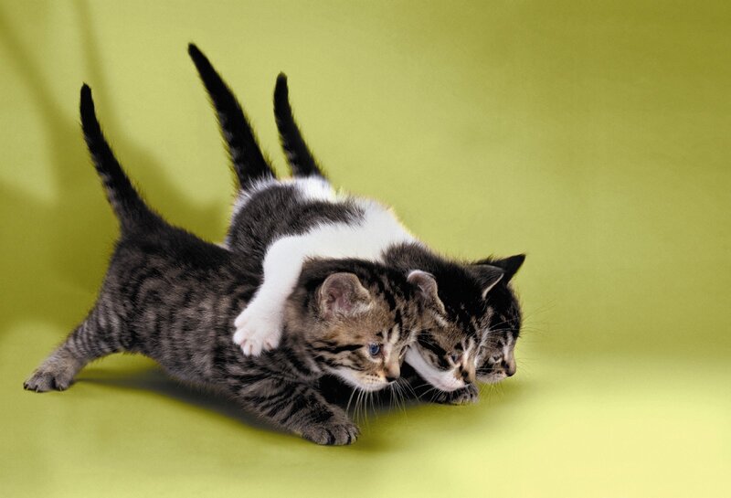 Three Kittens Playing — Playful