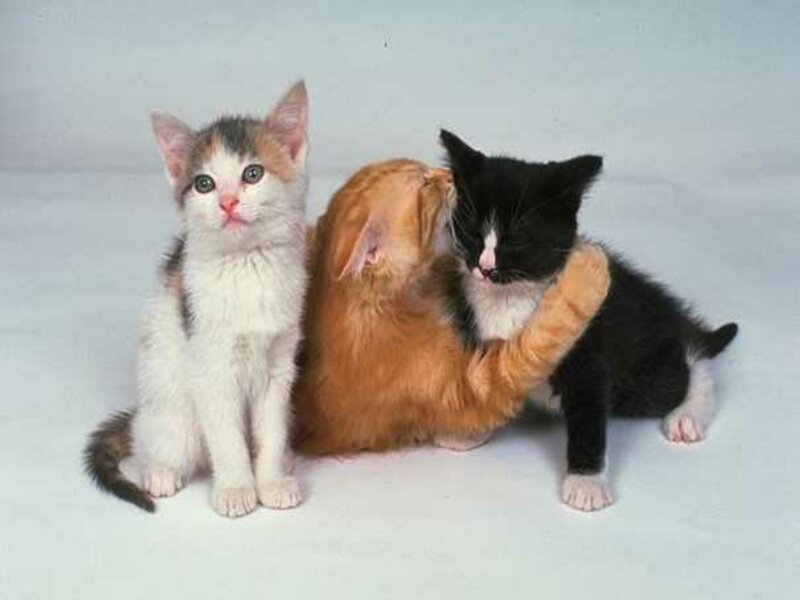 three kittens playing together