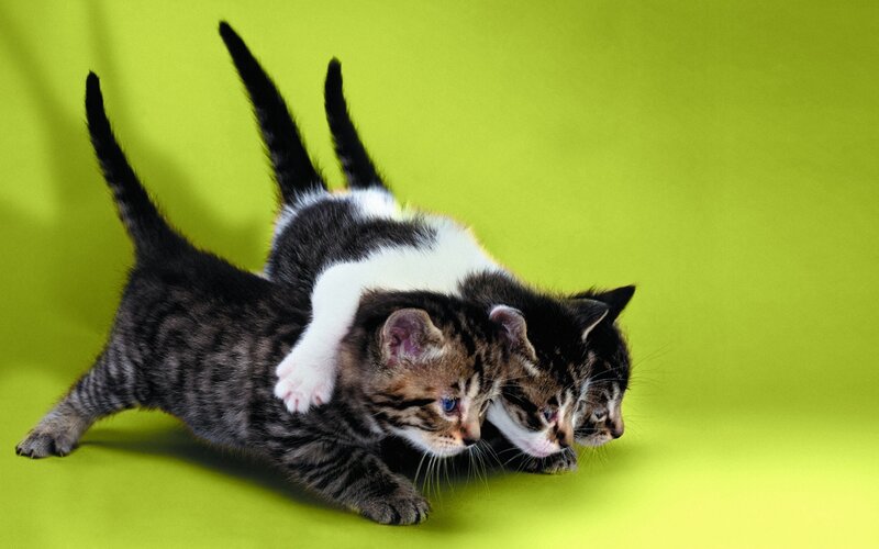 Three kittens playing together