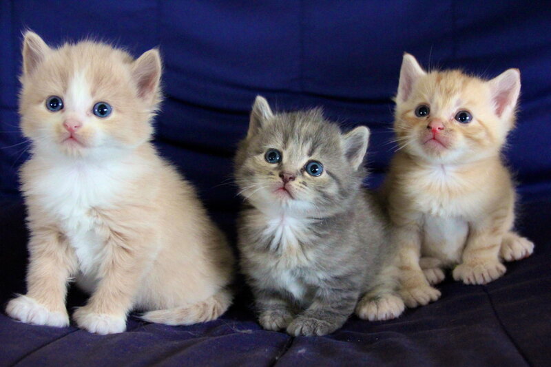 Three Kittens Sitting — Blue