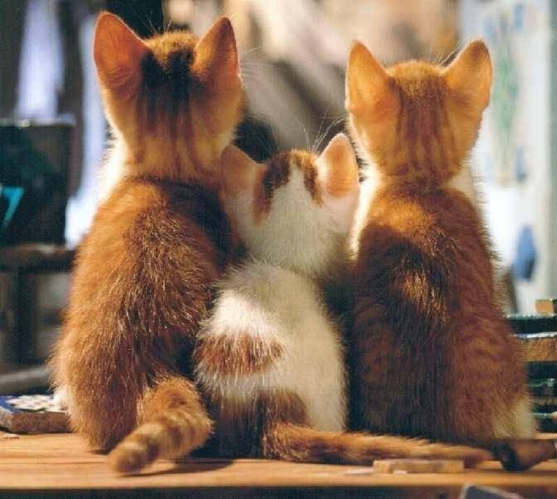 Three Kittens Sitting — Brown, Calm
