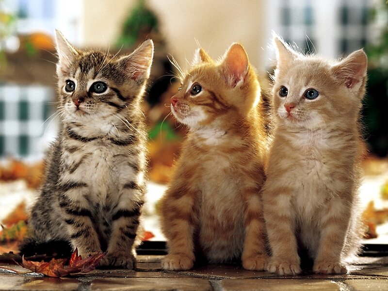 Three Kittens Sitting — Brown