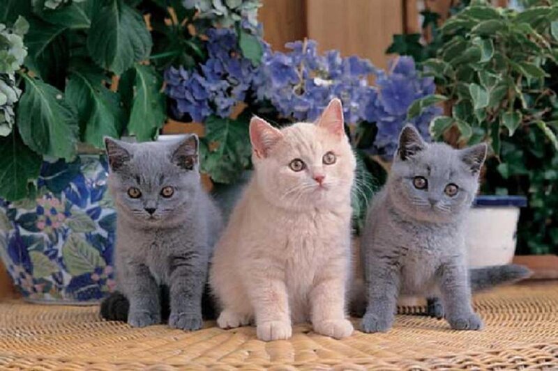 Three Kittens Sitting — Gray, Calm