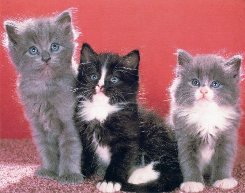 Three Kittens Sitting — Gray