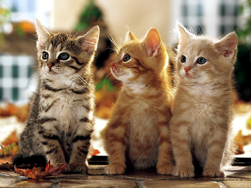 Three Kittens Sitting