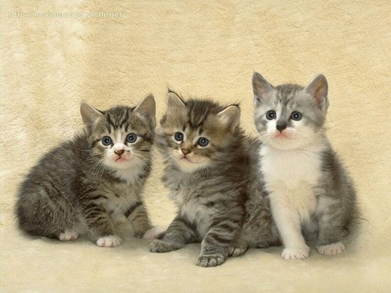 Three kittens sitting together