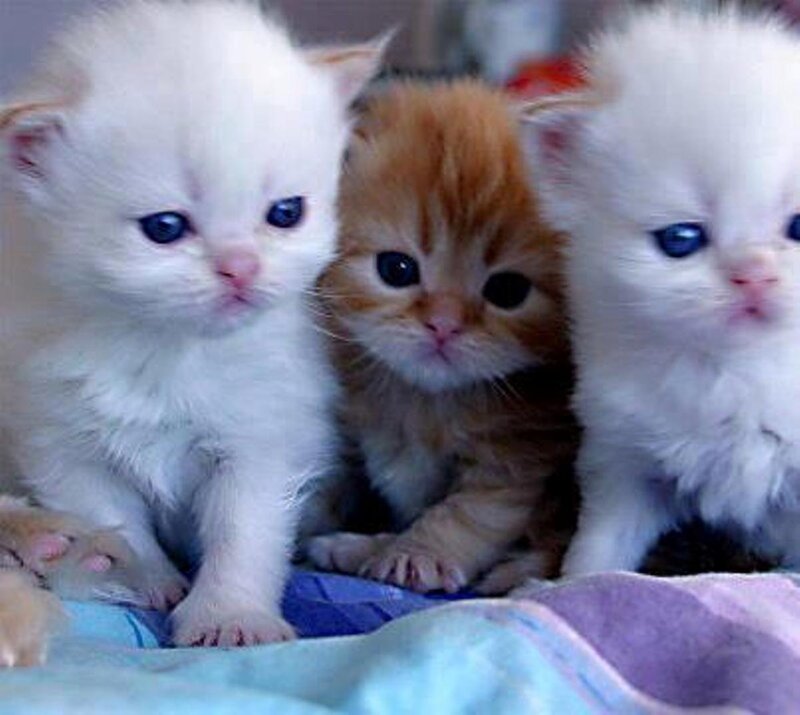 Three Kittens Sitting — White, Calm, Photograph, Blanket