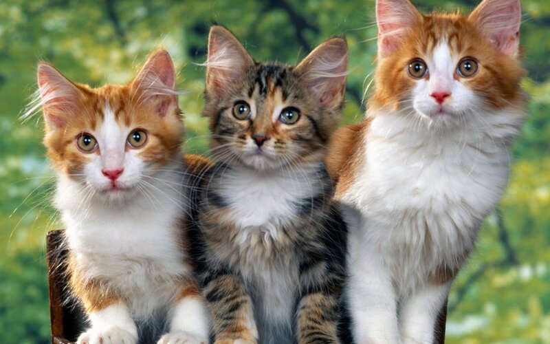 Three Kittens Sitting — White, Calm, Photograph, Green Background