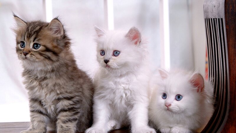 Three Kittens Sitting — White, Calm, Photograph