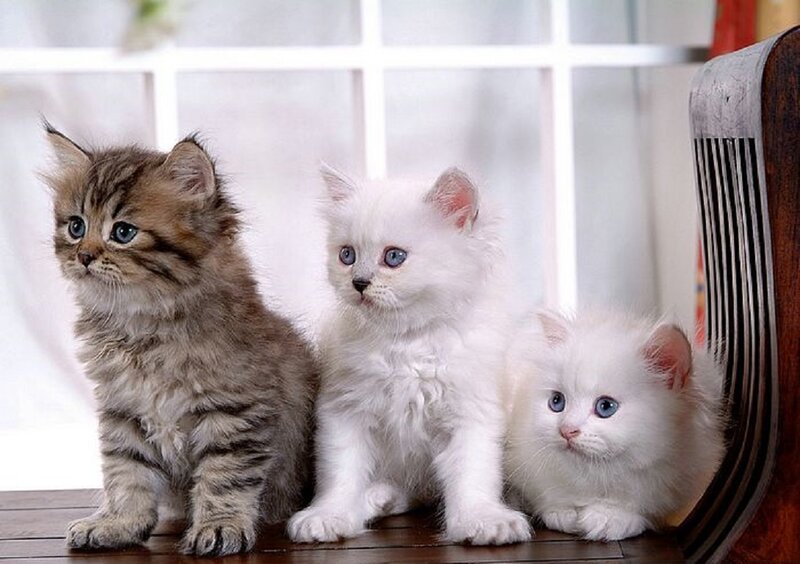 Three Kittens Sitting — White, Calm, Photograph, Window
