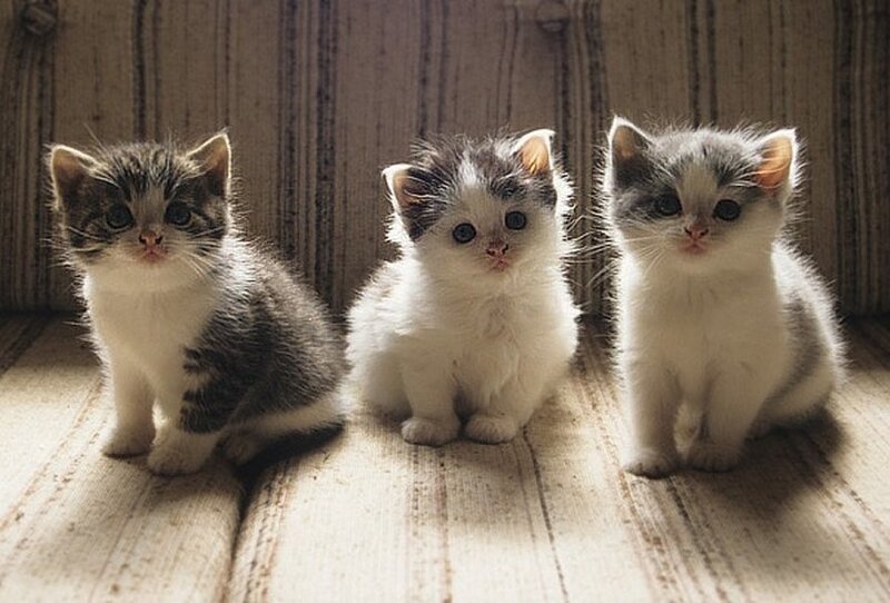 Three Kittens Sitting — White