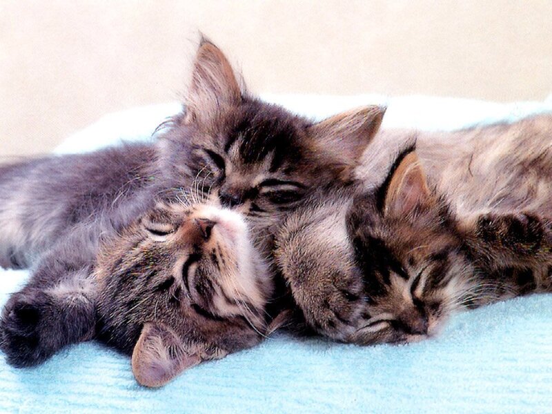 Three Kittens Sleeping — Blue, Peaceful, Photograph, Blanket