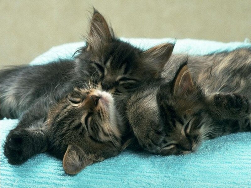 Three Kittens Sleeping — Blue, Peaceful, Photograph