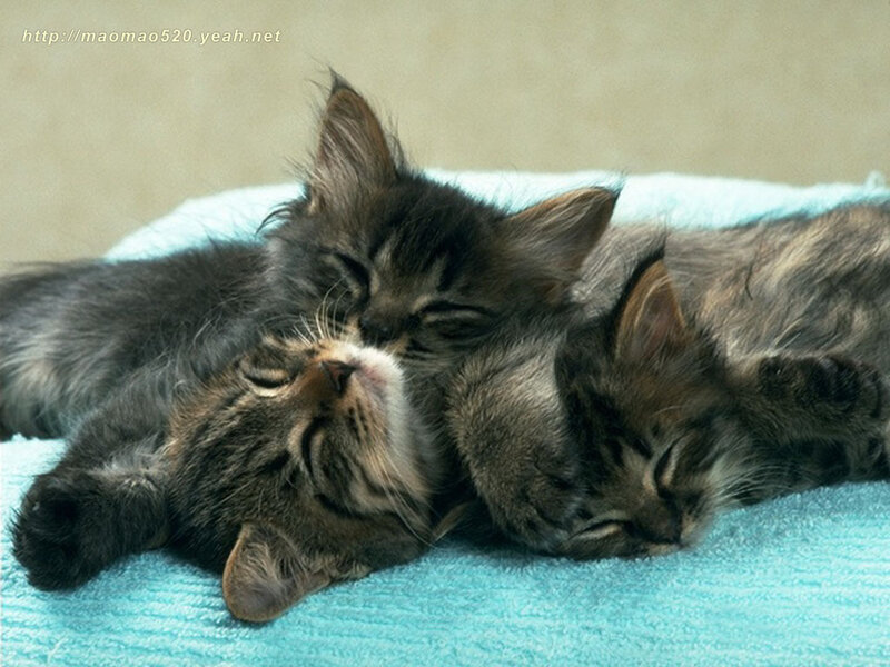 Three Kittens Sleeping — Blue