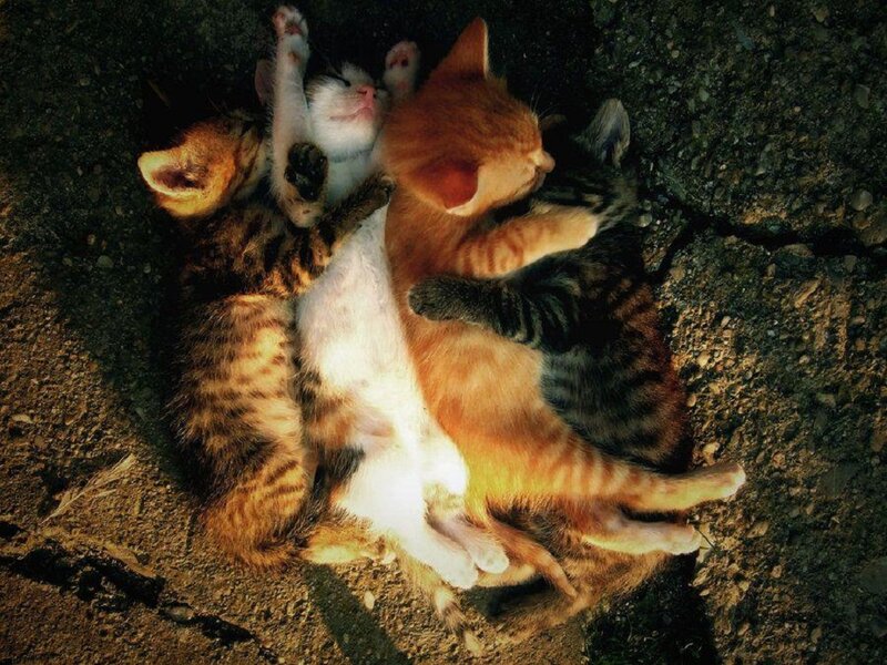 Three Kittens Sleeping — Brown, Peaceful