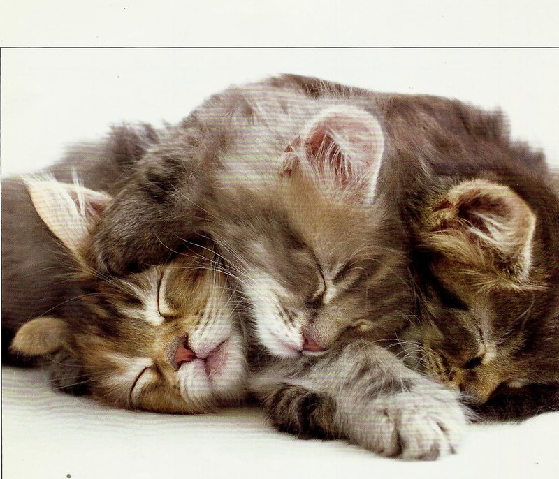 Three Kittens Sleeping — Brown