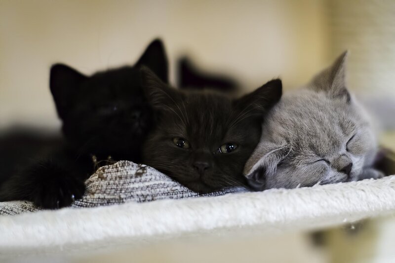 Three Kittens Sleeping — Gray