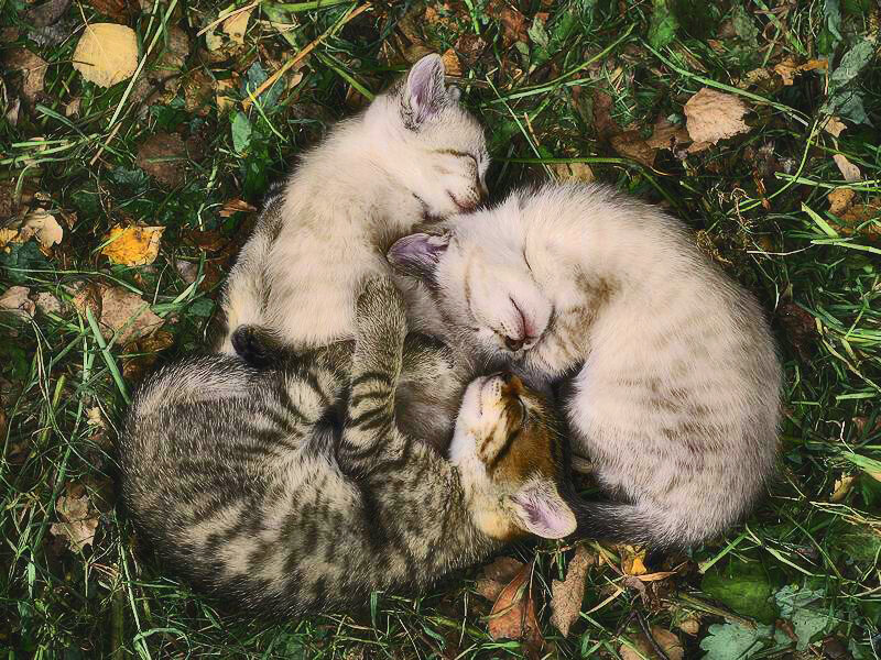 Three Kittens Sleeping — Green