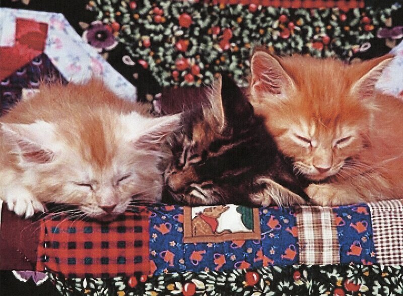 Three Kittens Sleeping — Orange, Peaceful