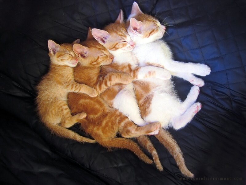 Three Kittens Sleeping — Orange