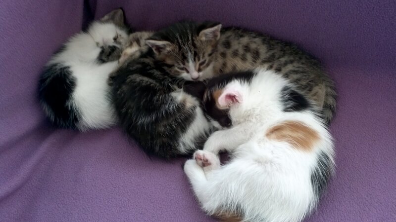 Three Kittens Sleeping — Purple