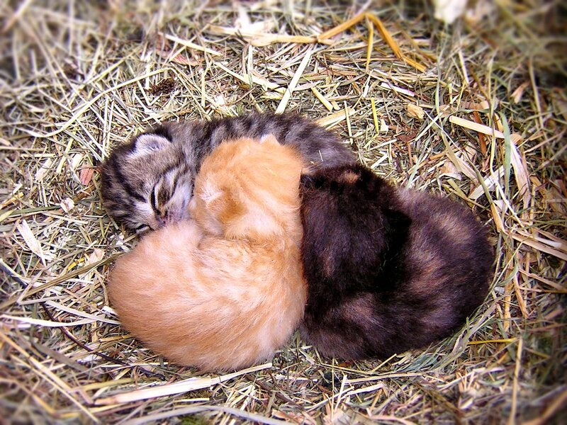 Three Kittens Sleeping