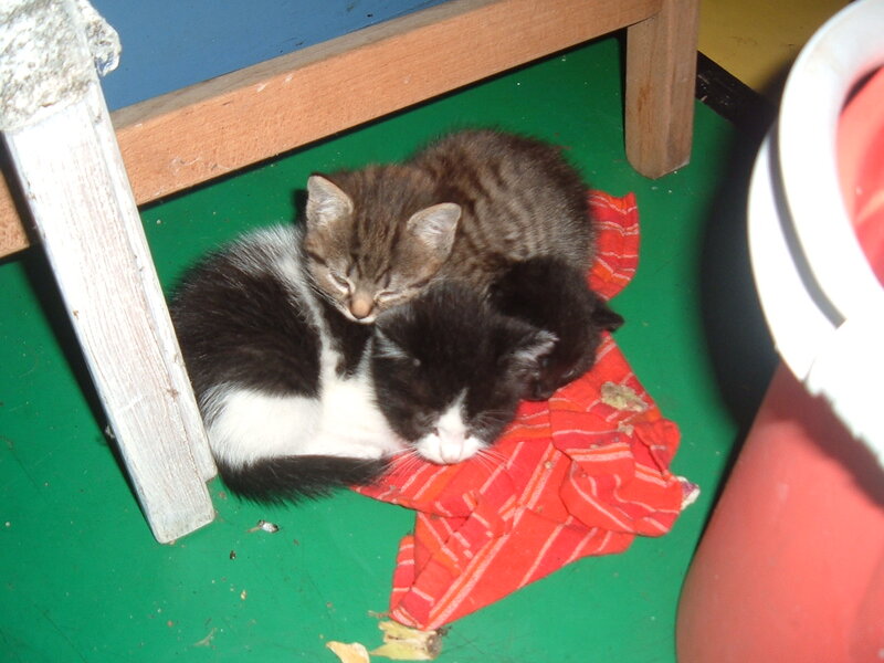Three kittens sleeping together