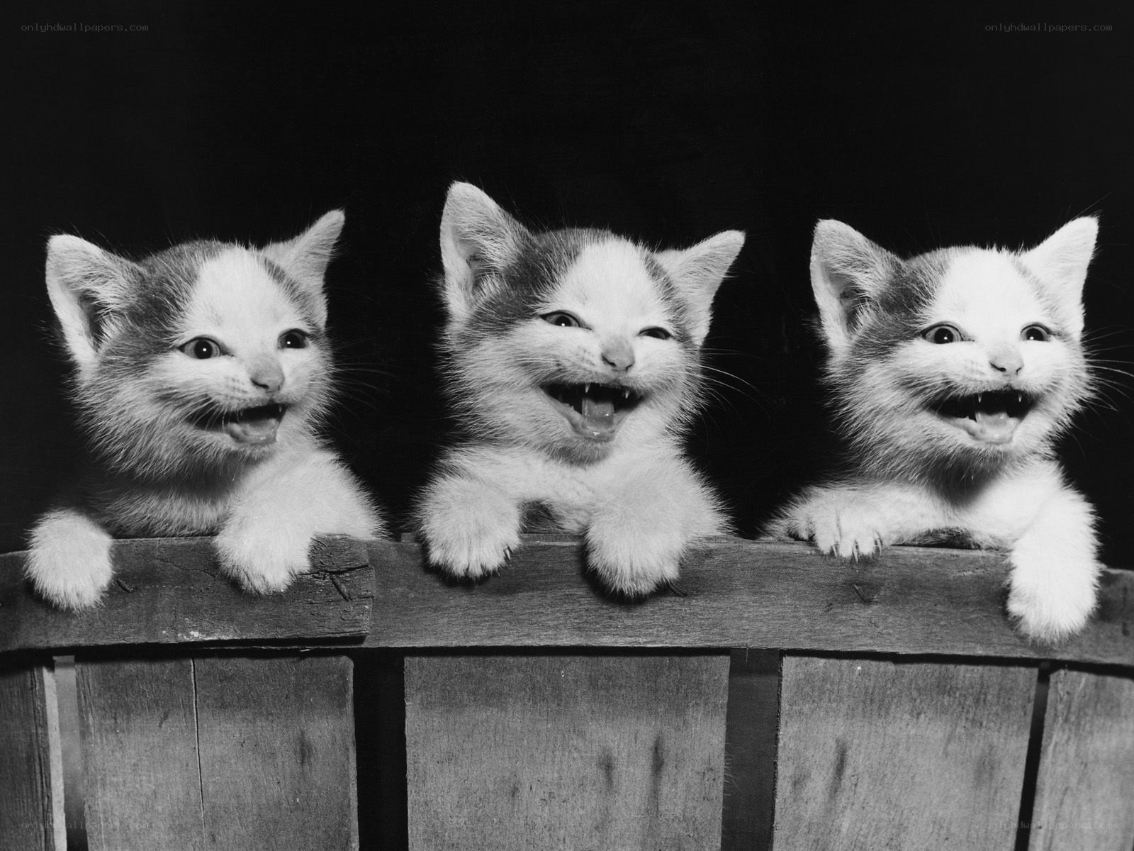 Three kittens smiling on a fence