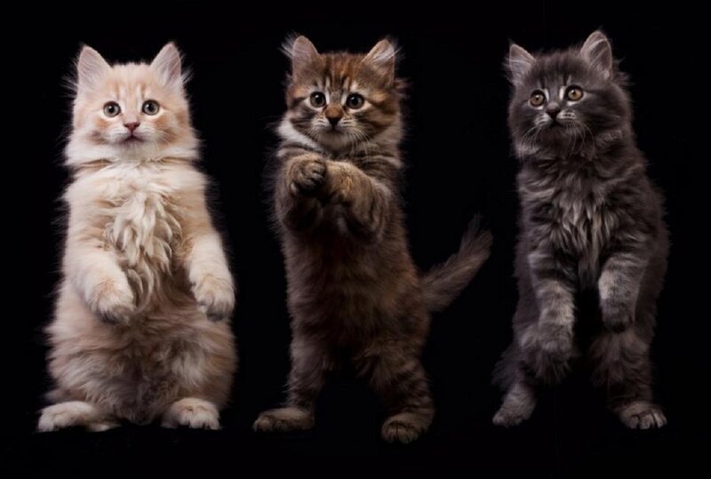 Three Kittens Standing — Black