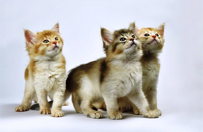 Three Kittens Standing