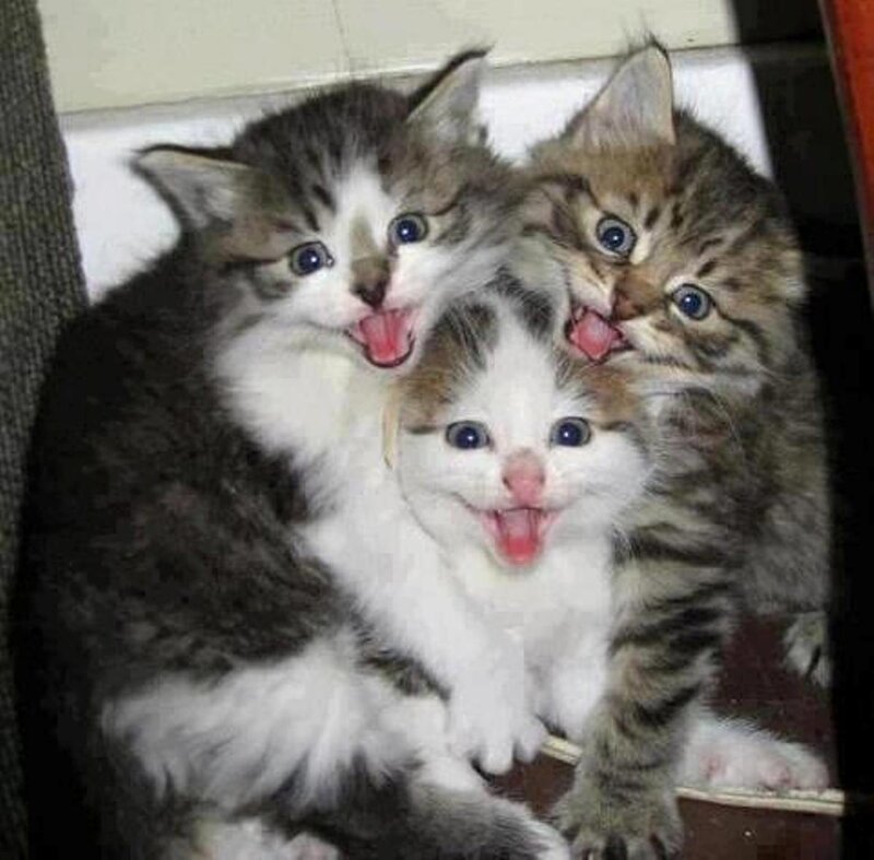 Three Kittens Sticking Tongues Out