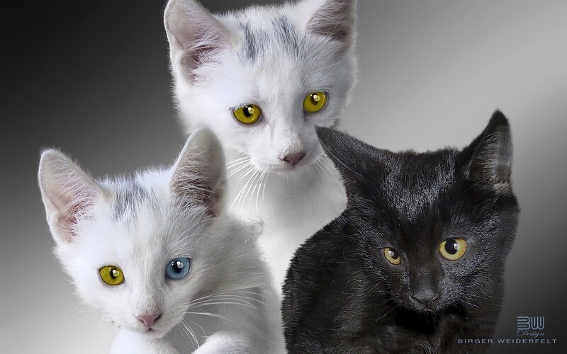 Three Kittens