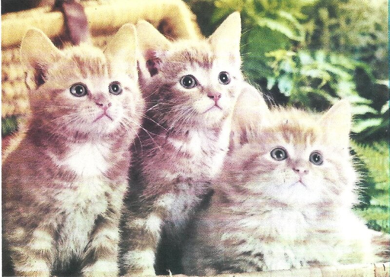 Three Kittens Together — Brown