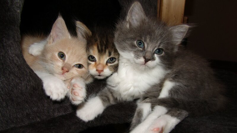 Three Kittens Together — Gray, Calm, Night