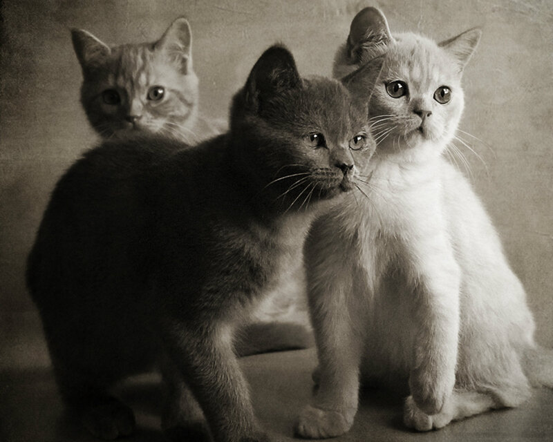 Three Kittens Together — Gray, Calm