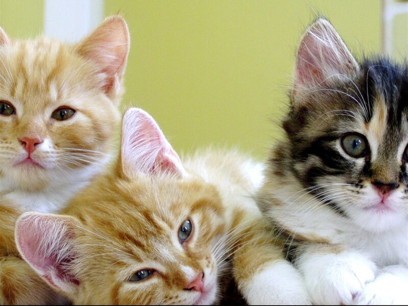 Three Kittens Together — Orange, Calm