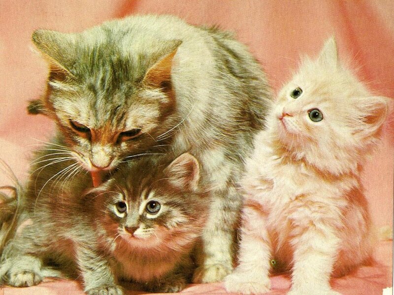 Three Kittens Together — Pink