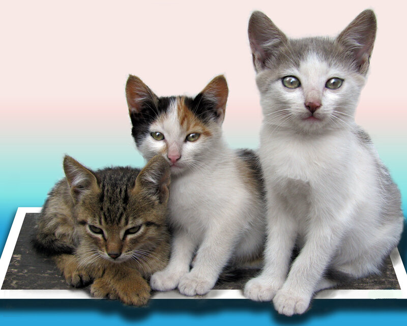 Three Kittens Together