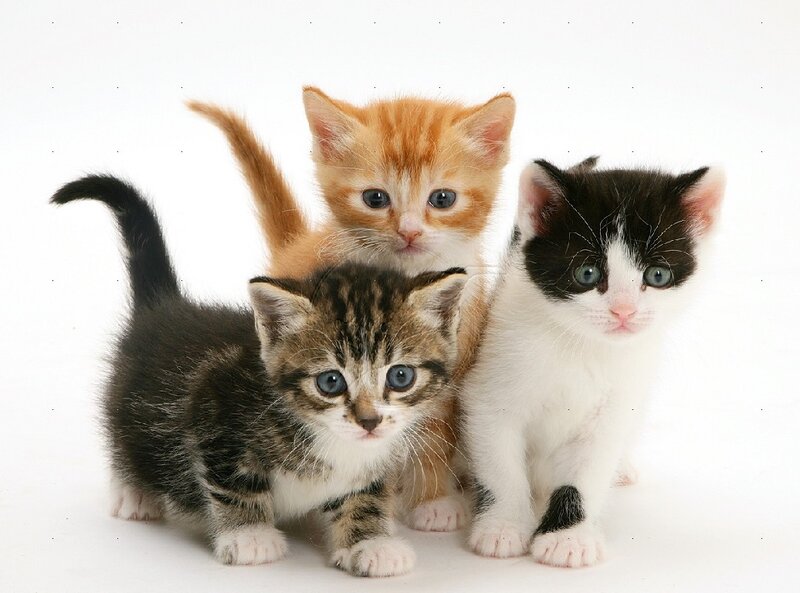 Three Kittens Together — White, Innocent