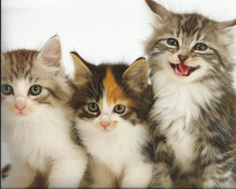Three Kittens Together — White, Playful