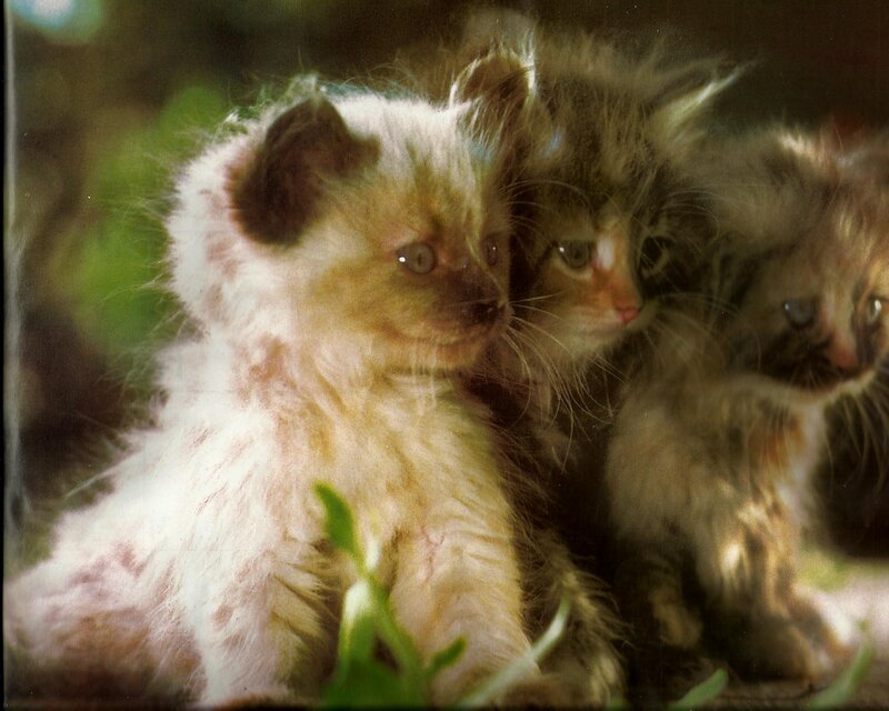 Three Kittens Together — White