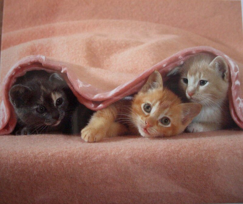 three kittens under a blanket