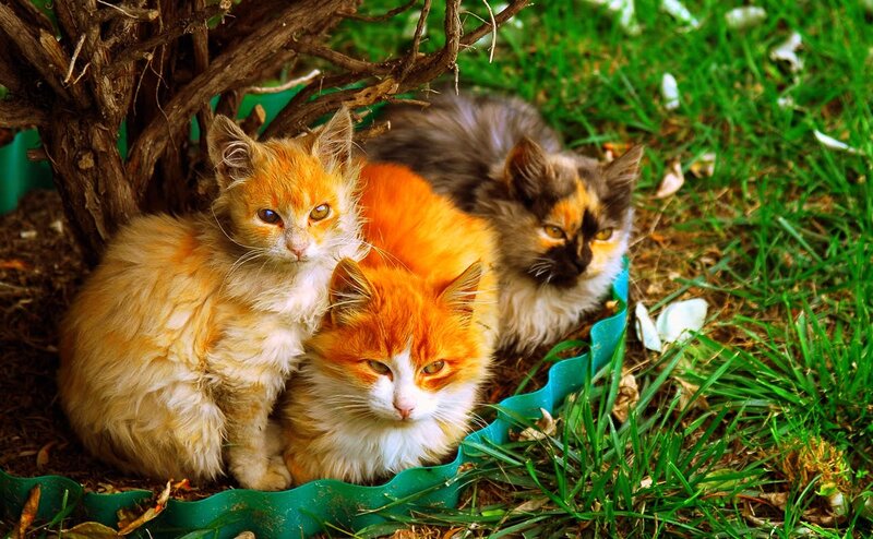 Three Kittens under Bush